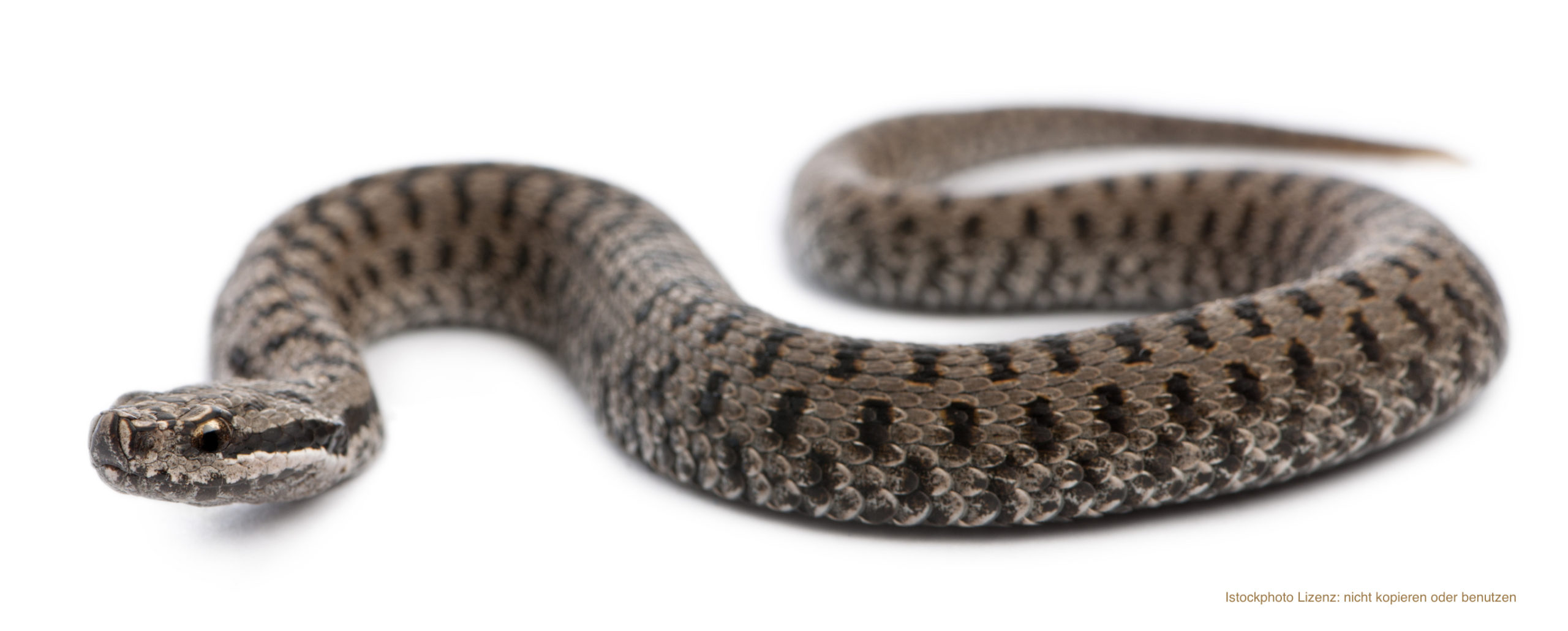 Common European viper, Vipera berus, white background.