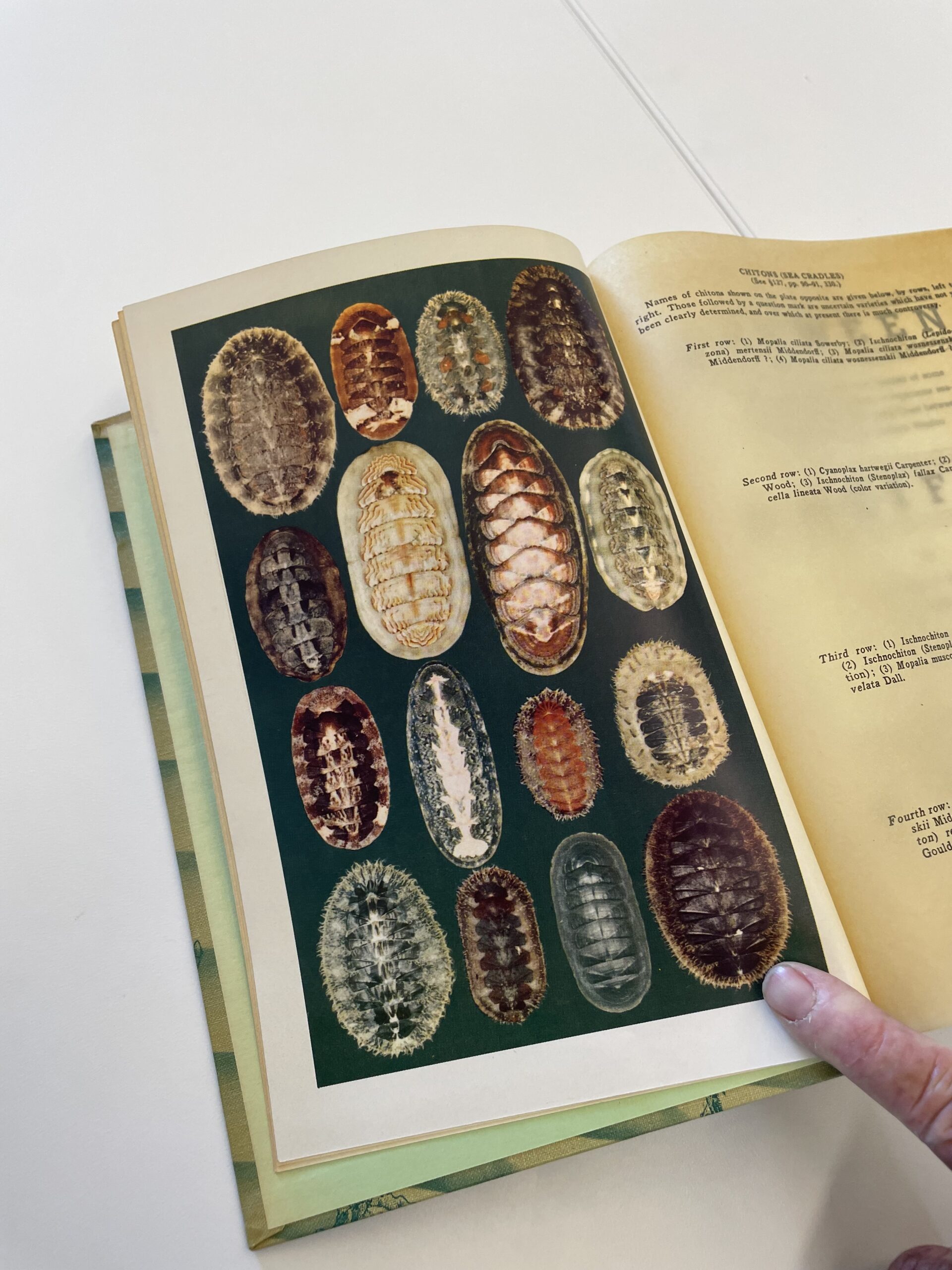 Chiton Book 2