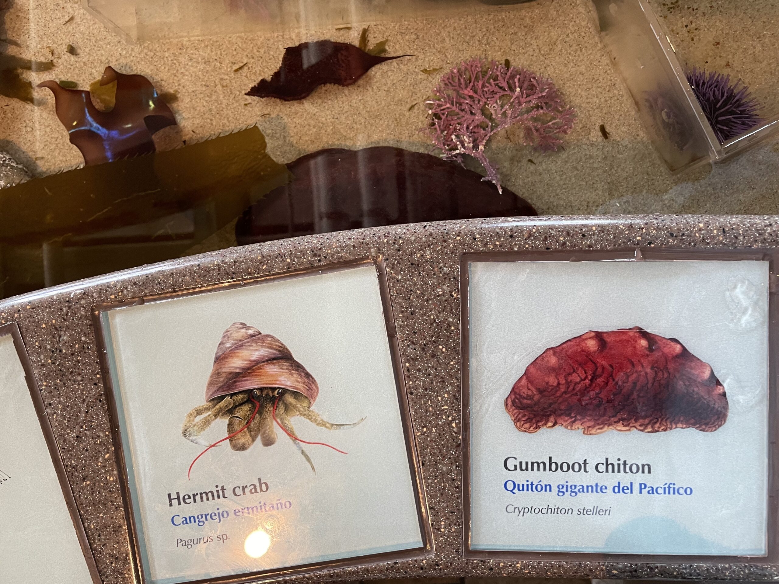 Chiton im Aquarium