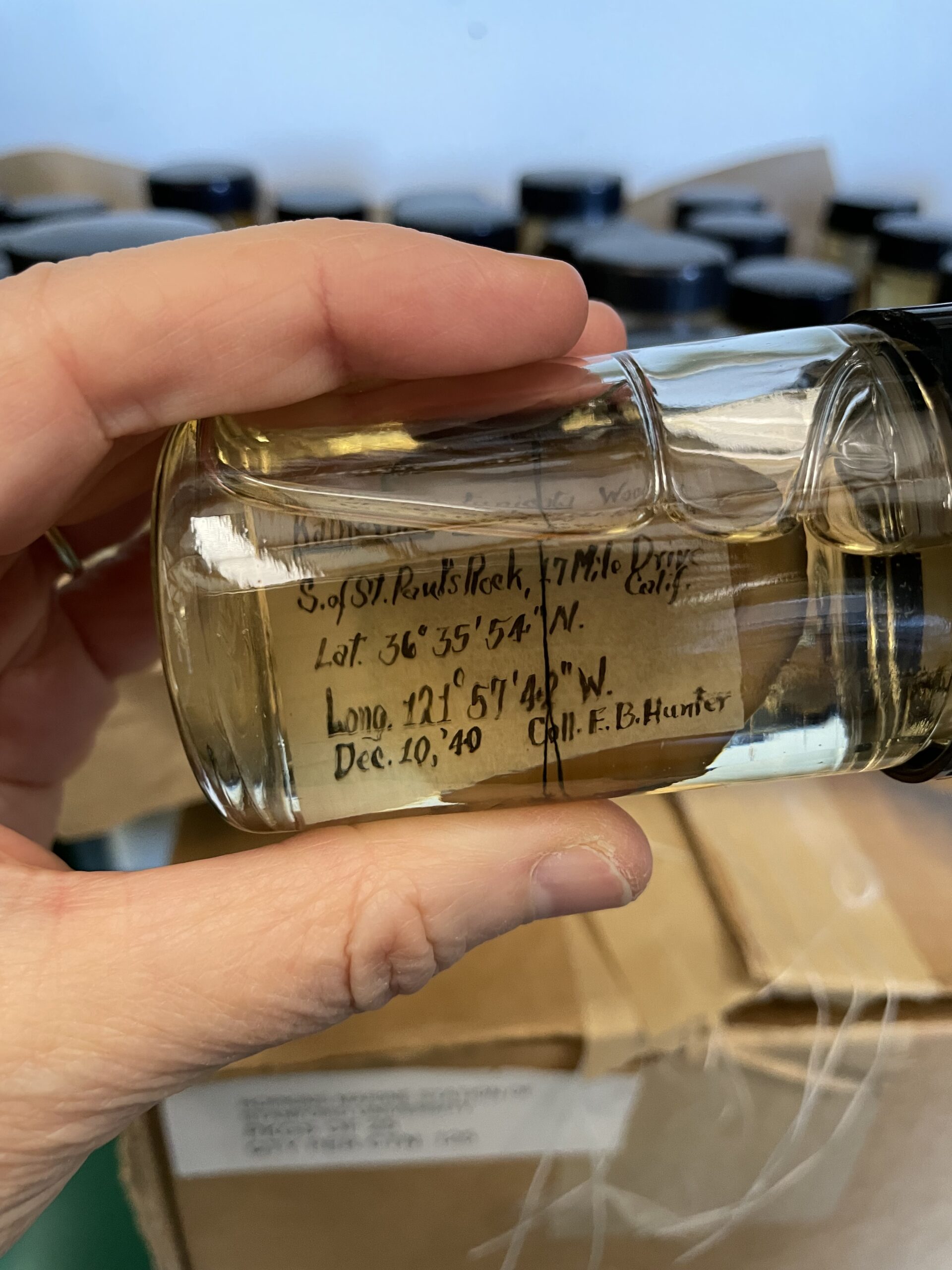 Stanford Library 21.3. Chiton 3